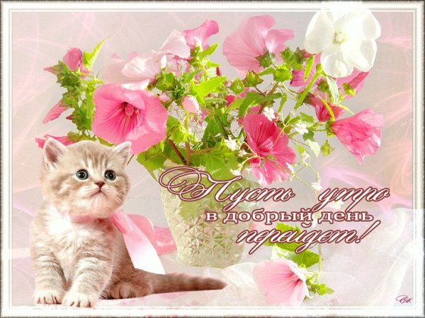 Позитивные открыточки