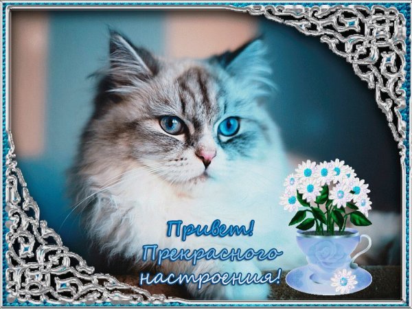 Кот поздравляет с добрым утром