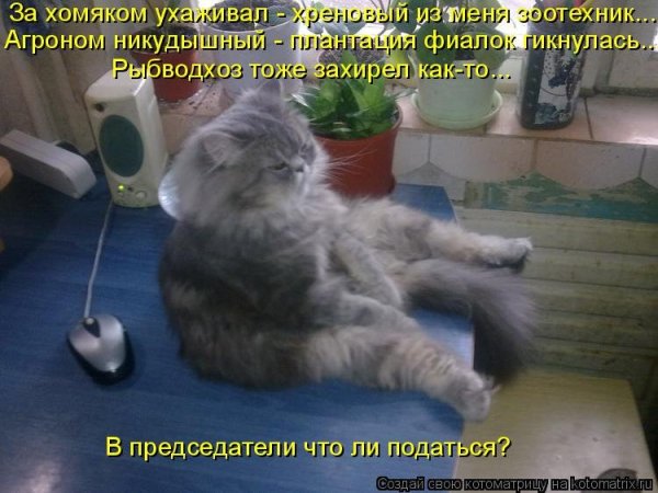 Шутки про фиалки