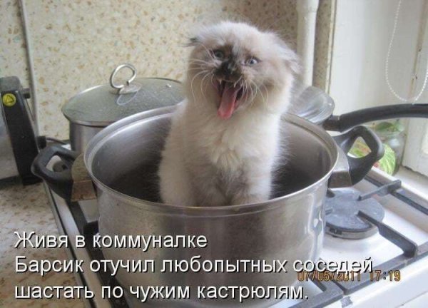 Картинки про кухню смешные с надписями