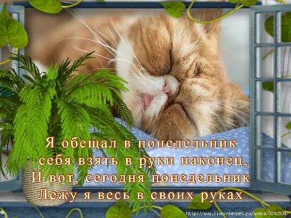 Понедельник начинается с добрым утром