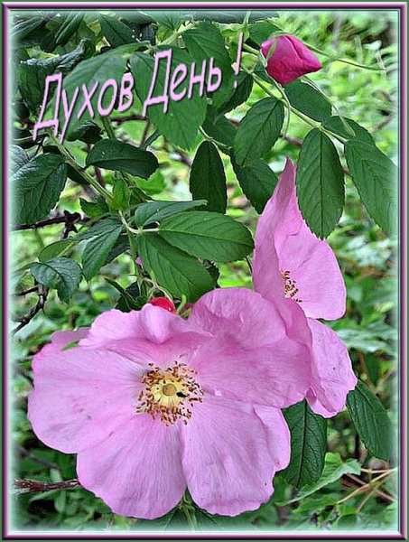 С днем Святого духа поздравления
