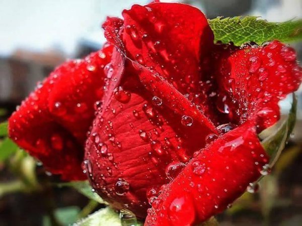 Доброе утро и радости в душе