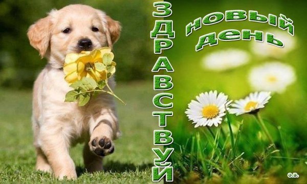 Здравствуй новый день доброе утро