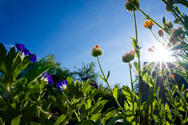 Доброе утро лето природа