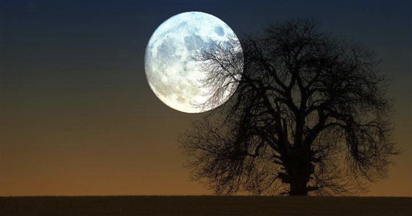 Дерево на фоне большой Луны