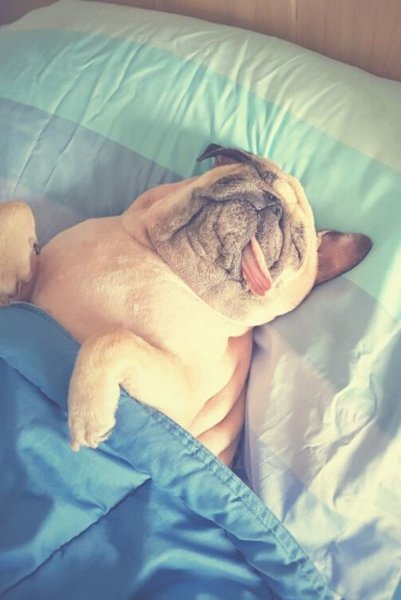 Кот лениво спит