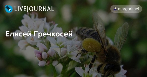 Елисеев день