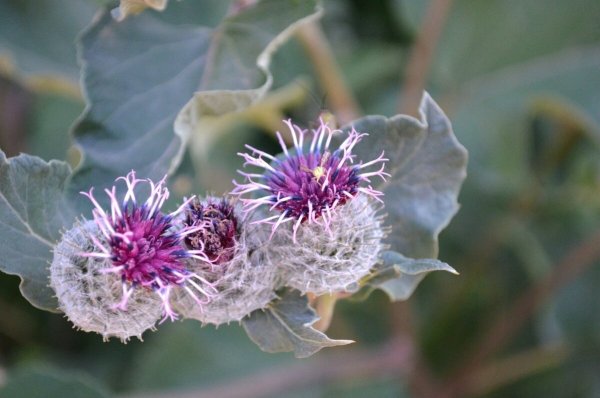 Анатолий Елисеев иллюстратор