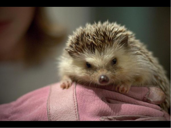 День ежика 2 февраля