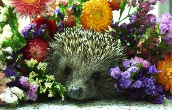 Ежик с букетом