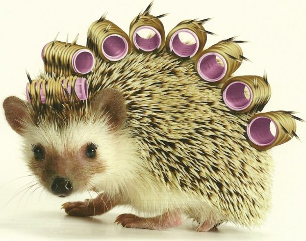 Ежик в парикмахерской