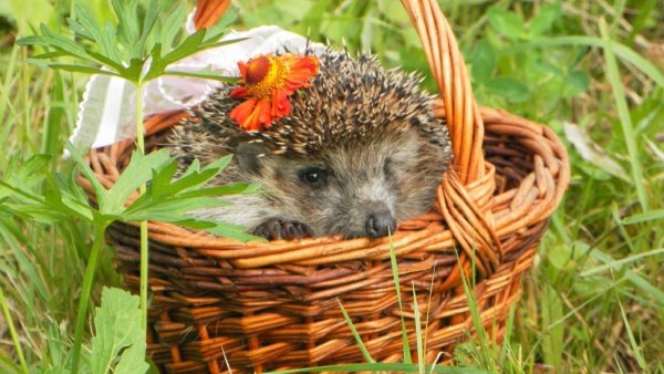 Ежик собирает грибы картинка