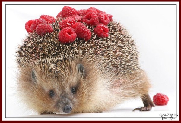 С днем рождения Ежик