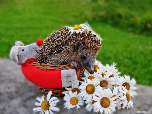 Ёжик в ромашках
