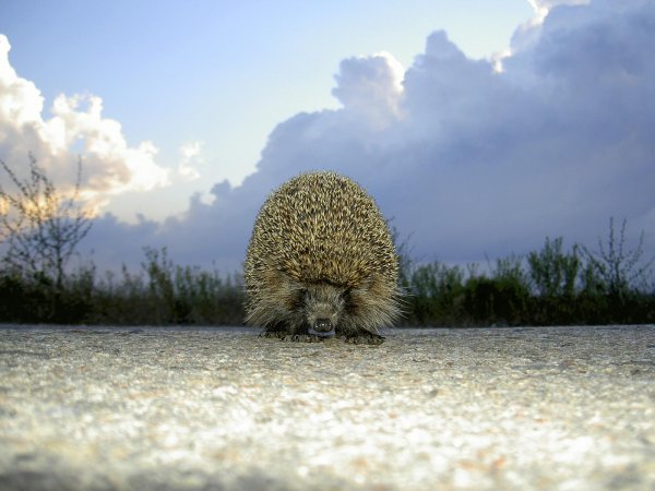 Ёжики вдалеке