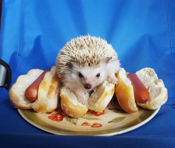 Ежи с едой