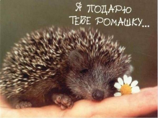 Ежик скучает