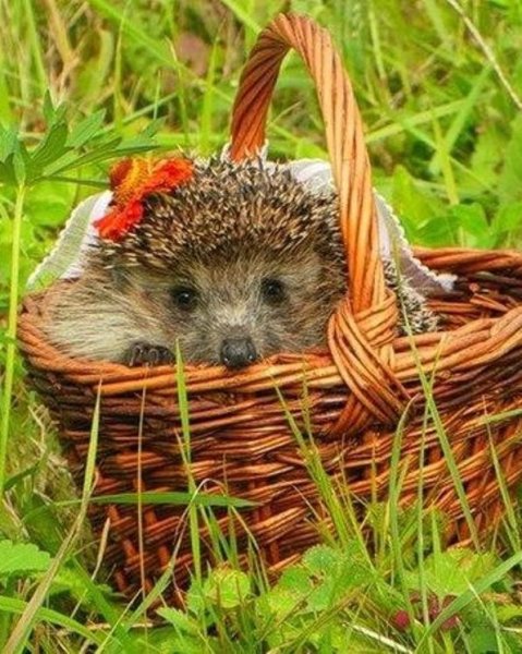 Чудесного дня Ежик
