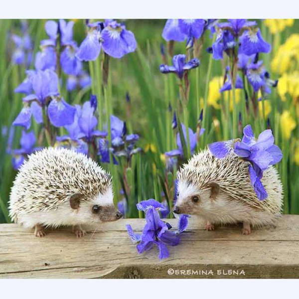 С добрым утром Ежик