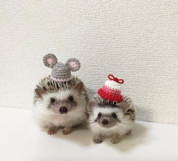 Ежик милота