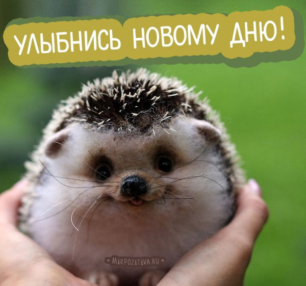 Доброе утро Ежик