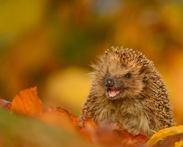 С добрым осенним утром Ежик