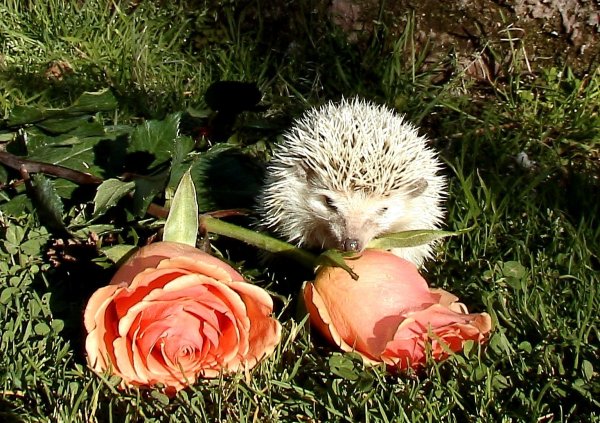 Еж с розой
