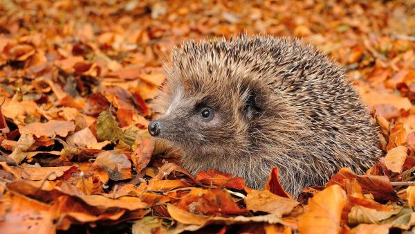 Животные осенью