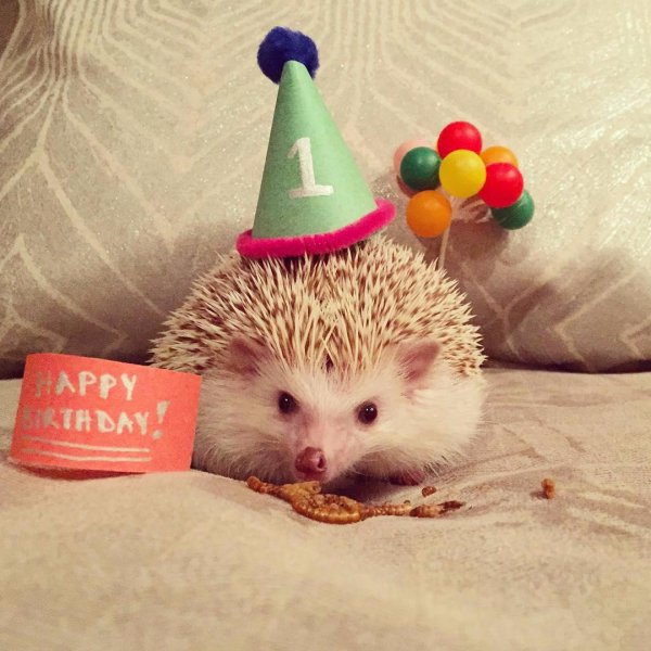 С днем рождения Ежик