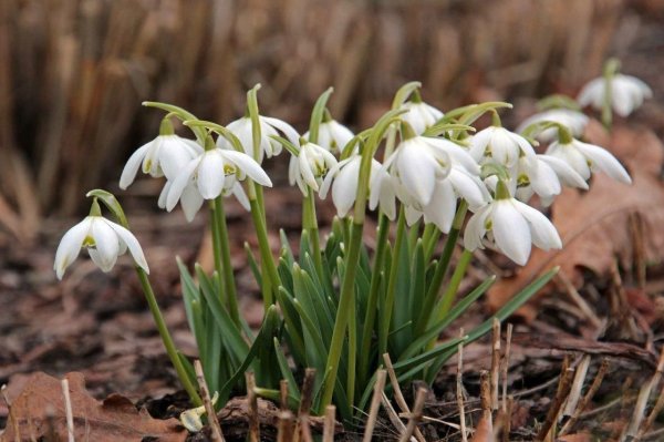 19 Апреля день подснежника