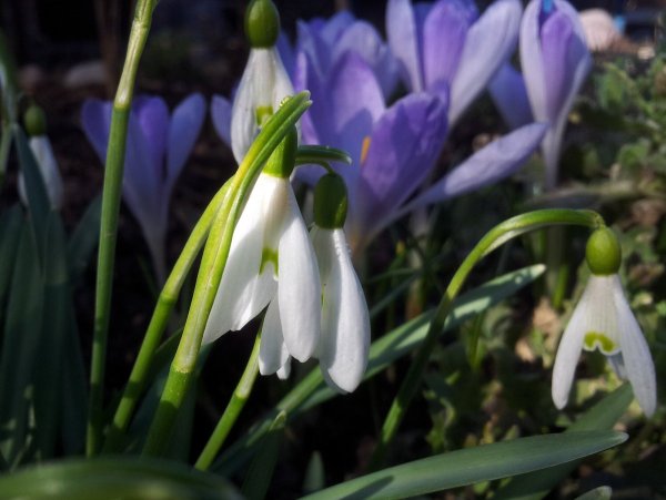 Открытка с днём рождения с желтыми подснежниками