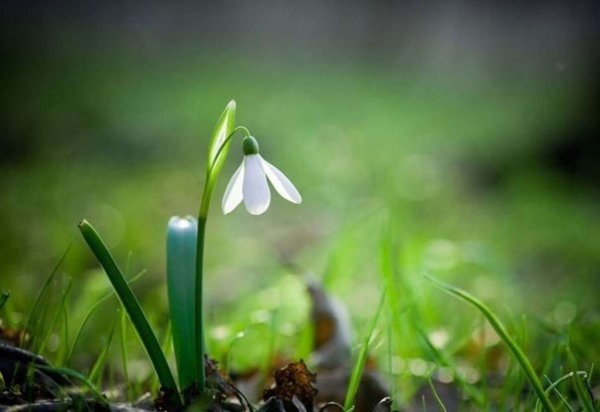 С 8 марта подснежники