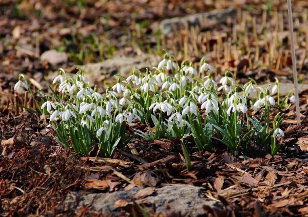День подснежника
