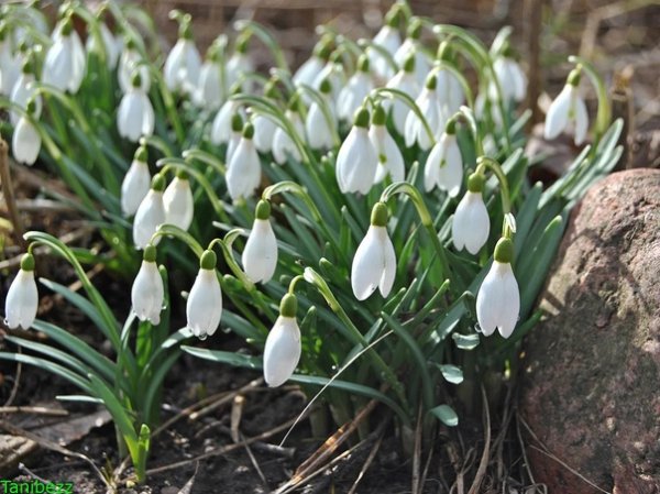 День подснежника