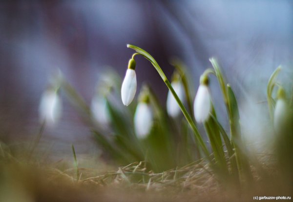 Подснежник тонколистный