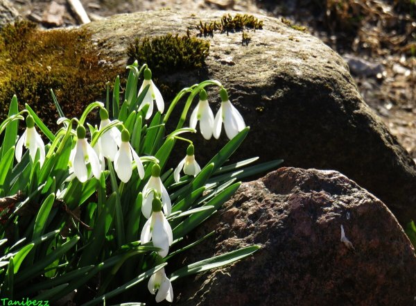 Подснежники с пожеланиями