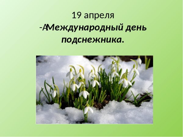 Подснежник ризейский