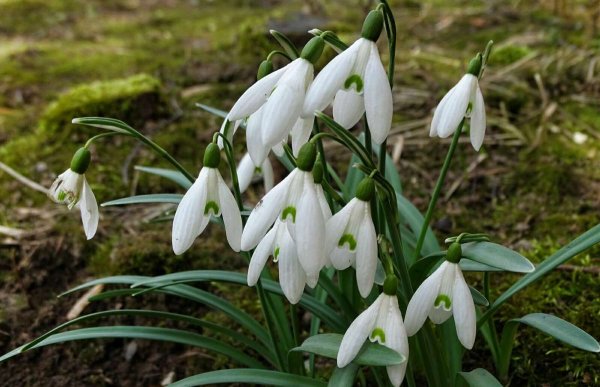 День подснежника