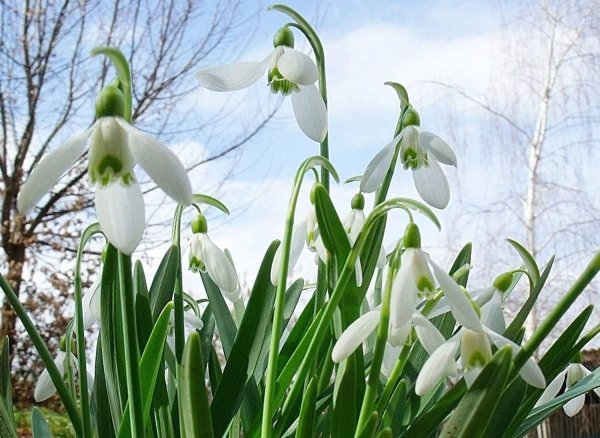 Международный день подснежника