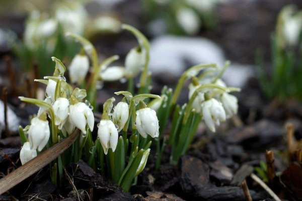 Презентация к Всемирному Дню подснежника