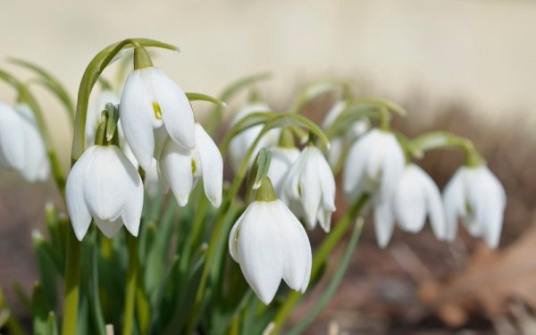 19 Апреля Подснежник