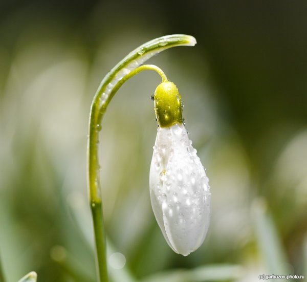 С днем подснежника какого числа