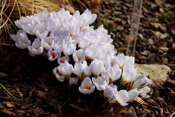 Подснежник занесен в красную книгу или нет