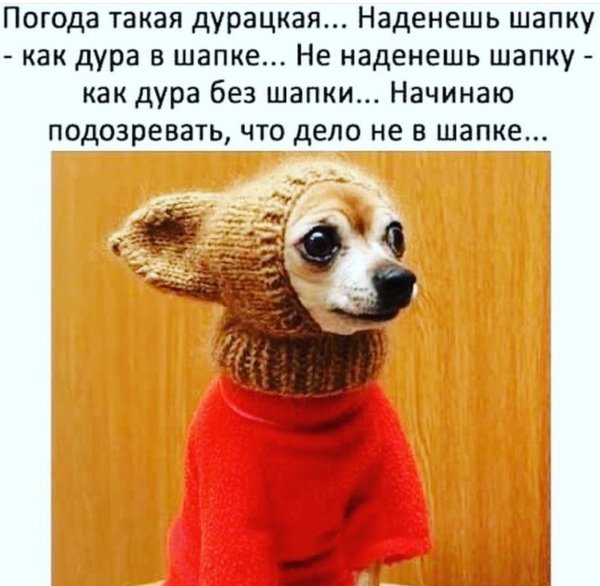 Суслик милый