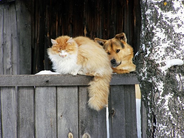 Деревенская собака и кошка