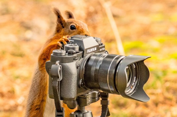 Всемирный день фотографии фото