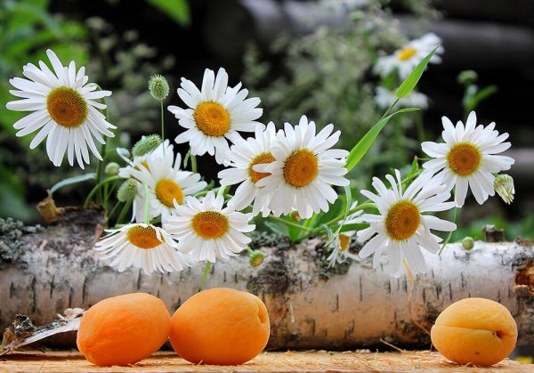 Утренние ромашки