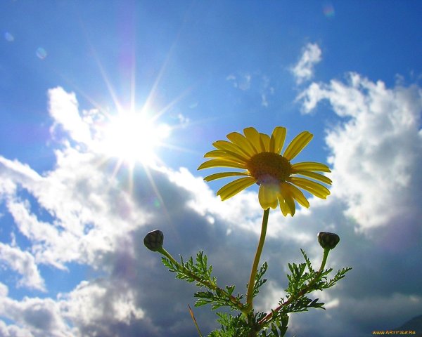 Летнее солнышко