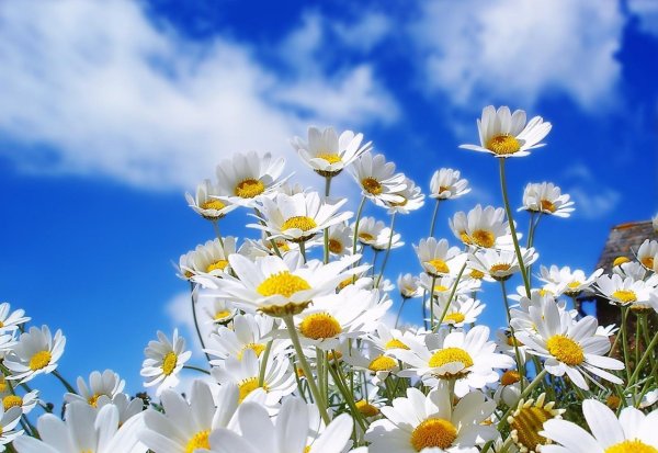 Ромашковое лето